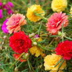 Sunburst Carpet – Portulaca grandiflora Flower | Pack of 40 Seeds