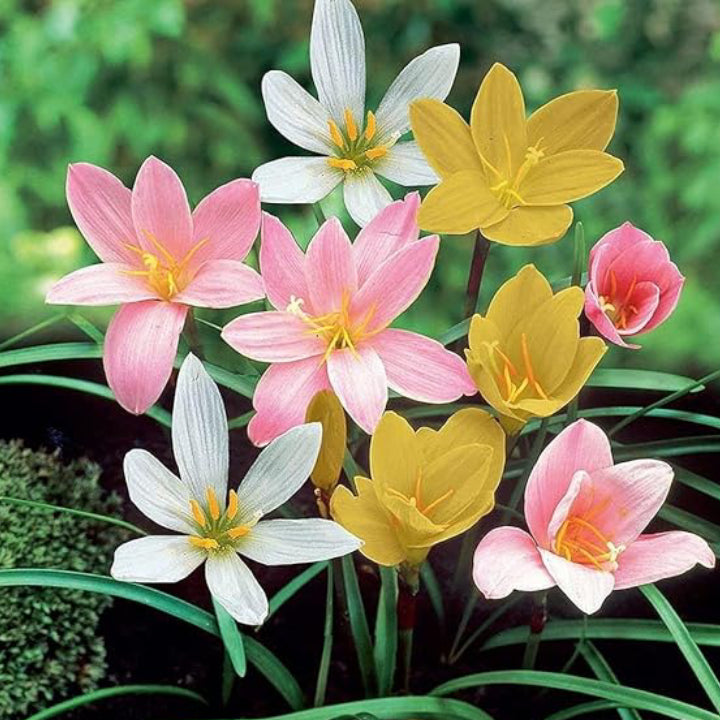 Magical Rain Lily Flowers | Buy 3 Get 3 For Free | Multi Color Pack Of 6
