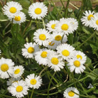 English Daisy | Bellis perennis Flower | Pack of 30 Seeds