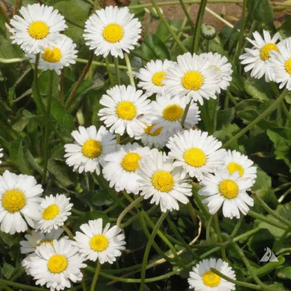 English Daisy | Bellis perennis Flower | Pack of 30 Seeds