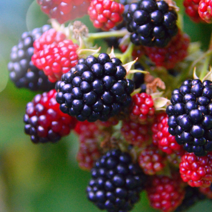 Blackberry 'Giant Kiowa' Seeds - Pack of 50