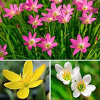 Magical Rain Lily Flowers | Buy 3 Get 3 For Free | Multi Color Pack Of 6