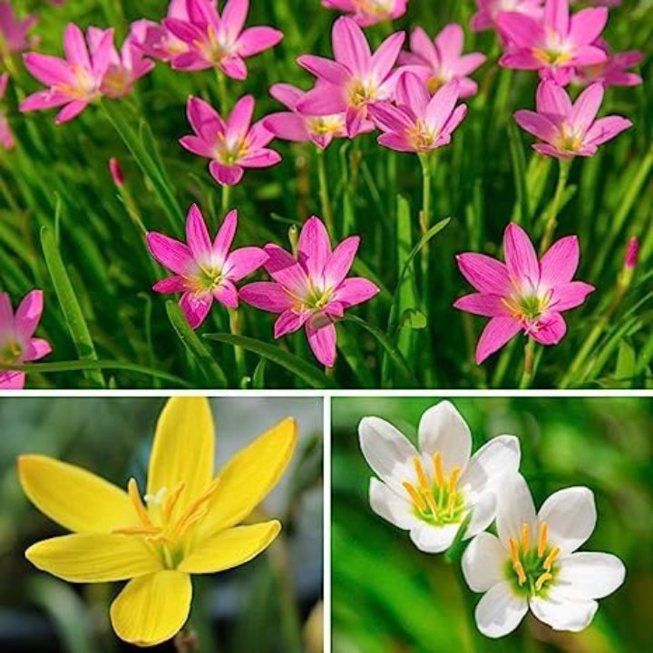 Magical Rain Lily Flowers | Buy 3 Get 3 For Free | Multi Color Pack Of 6