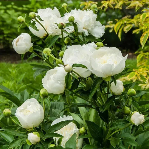 Peony 'Fringed Ivory White' Rhizome - Pack Of 1