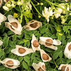 'Konkan Ruchira' Drumstick (Moringa) Seeds | Pack of 20+ Premium Seeds