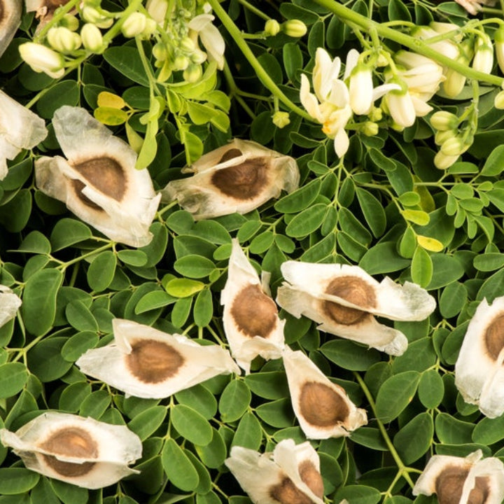 'Konkan Ruchira' Drumstick (Moringa) Seeds | Pack of 20+ Premium Seeds