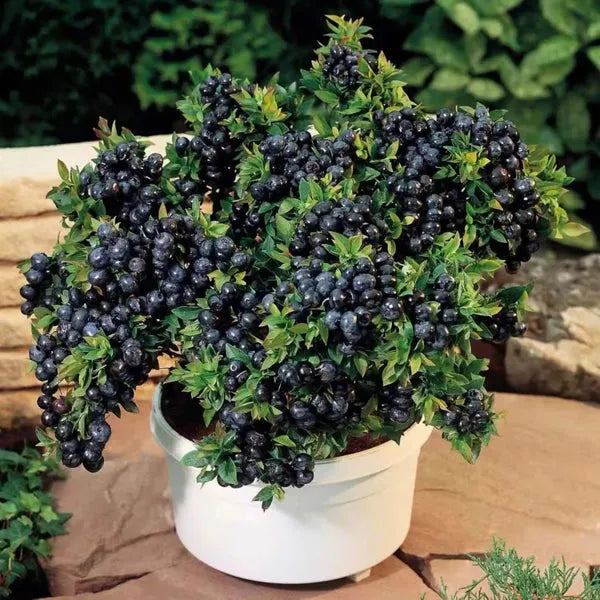 King of Berries - Giant Blueberry Fruit Seeds - Four Seasons Plants | Pack of 50 seeds