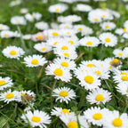 English Daisy | Bellis perennis Flower | Pack of 30 Seeds