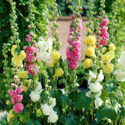 Alcea Rosea Hollyhock Mix Seeds | Pack of 20