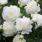 Peony 'Fringed Ivory White' Rhizome - Pack Of 1