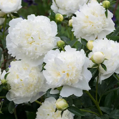 Imported Fringed Ivory White Peony Rhizomes – Plant Heaven