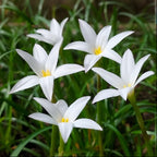 Magical Rain Lily Flowers | Buy 3 Get 3 For Free | Multi Color Pack Of 6