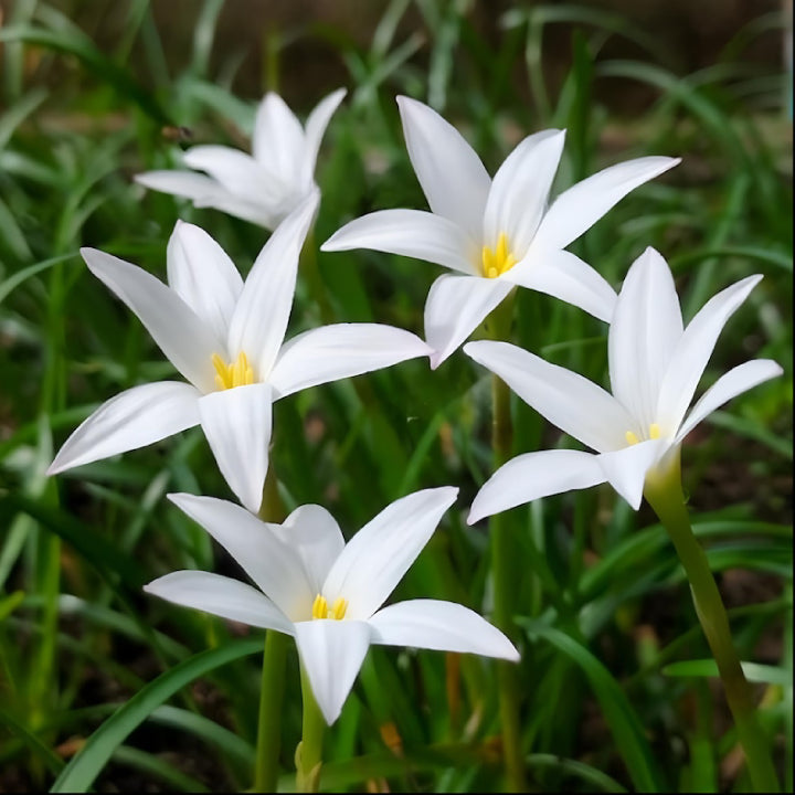 Magical Rain Lily Flowers | Buy 3 Get 3 For Free | Multi Color Pack Of 6