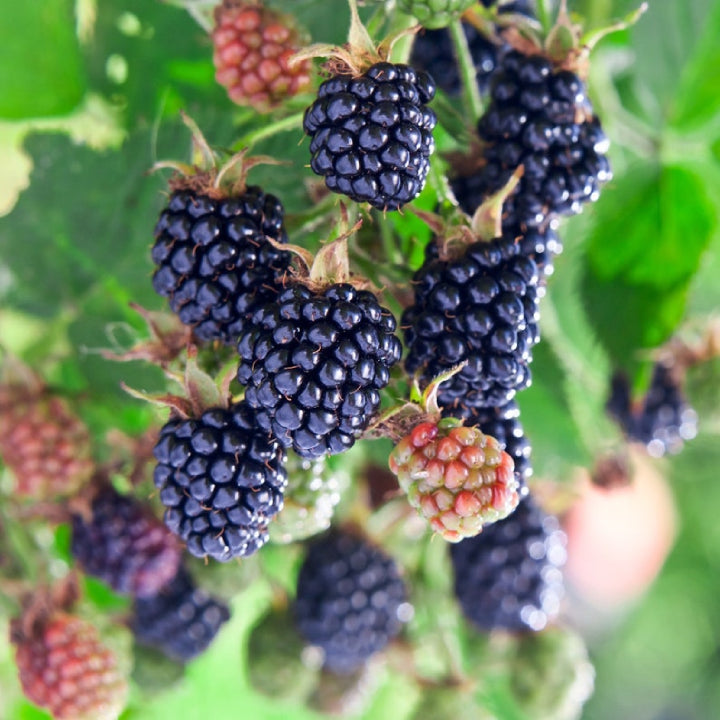 Blackberry 'Giant Kiowa' Seeds - Pack of 50