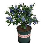 King of Berries - Giant Blueberry Fruit Seeds - Four Seasons Plants | Pack of 50 seeds