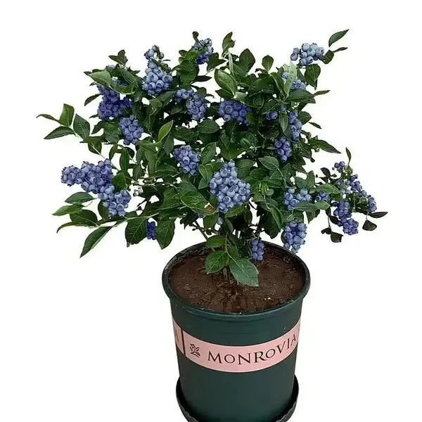 King of Berries - Giant Blueberry Fruit Seeds - Four Seasons Plants | Pack of 50 seeds