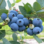 King of Berries - Giant Blueberry Fruit Seeds - Four Seasons Plants | Pack of 50 seeds