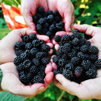Blackberry 'Giant Kiowa' Seeds - Pack of 50