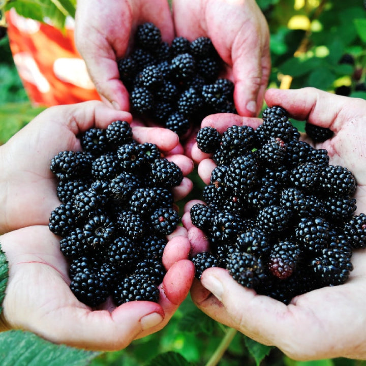Blackberry 'Giant Kiowa' Seeds - Pack of 50