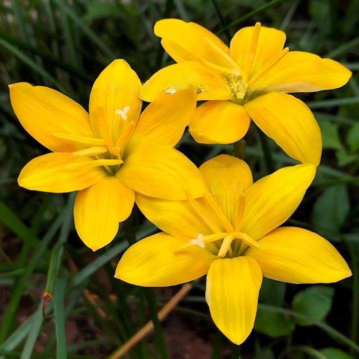 Magical Rain Lily Flowers | Buy 3 Get 3 For Free | Multi Color Pack Of 6