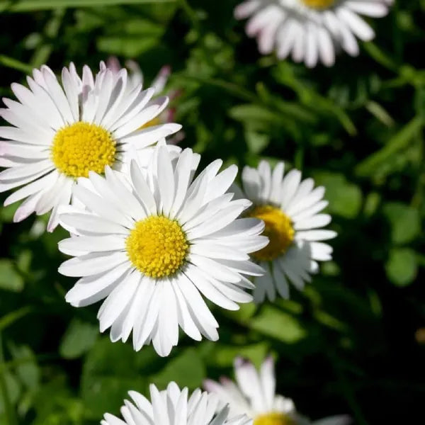 English Daisy | Bellis perennis Flower | Pack of 30 Seeds