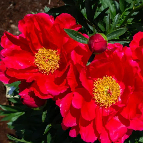 Peony 'Coral Magic Red' Rhizome - Pack Of 1