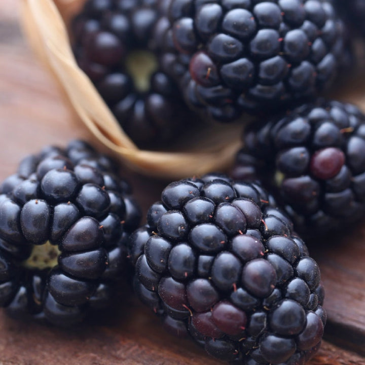Blackberry 'Giant Kiowa' Seeds - Pack of 50