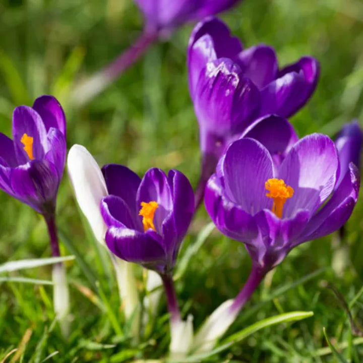 Spring Bloom | Crocus vernus Bulbs | Pack of 5 Bulbs