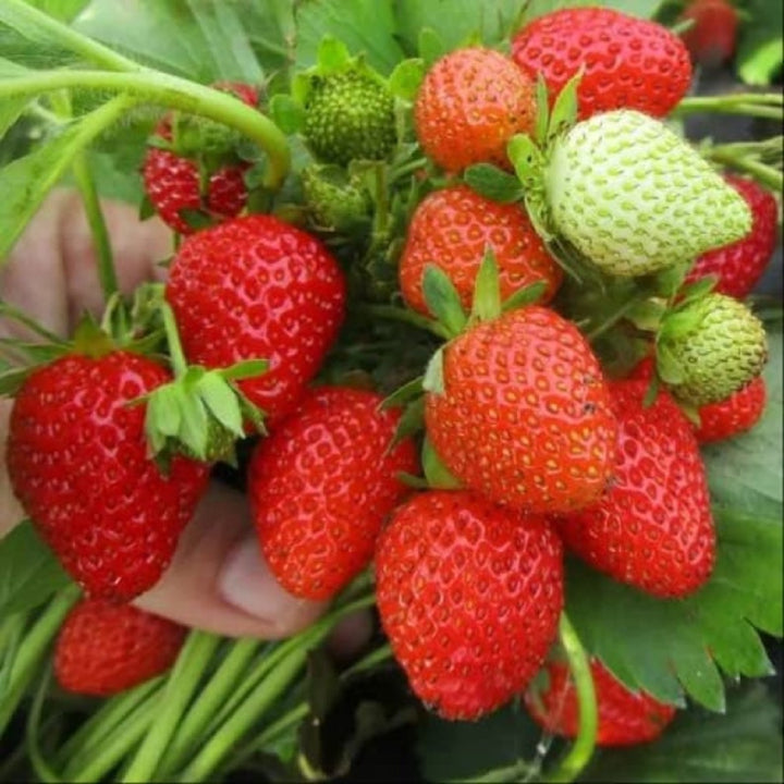 Strawberry 'Delizz' Seeds - Pack of 30