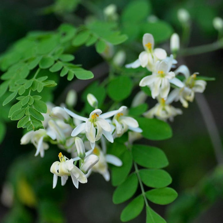 'Konkan Ruchira' Drumstick (Moringa) Seeds | Pack of 20+ Premium Seeds