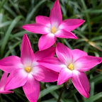 Magical Rain Lily Flowers | Buy 3 Get 3 For Free | Multi Color Pack Of 6