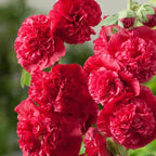 Alcea Rosea Hollyhock Mix Seeds | Pack of 20