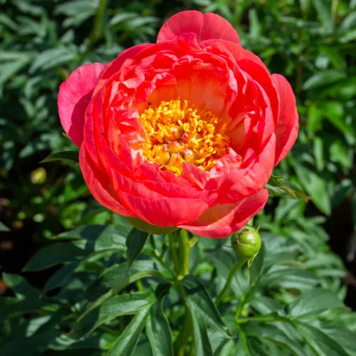Peony 'Coral Magic Red' Rhizome - Pack Of 1