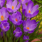 Spring Bloom | Crocus vernus Bulbs | Pack of 5 Bulbs