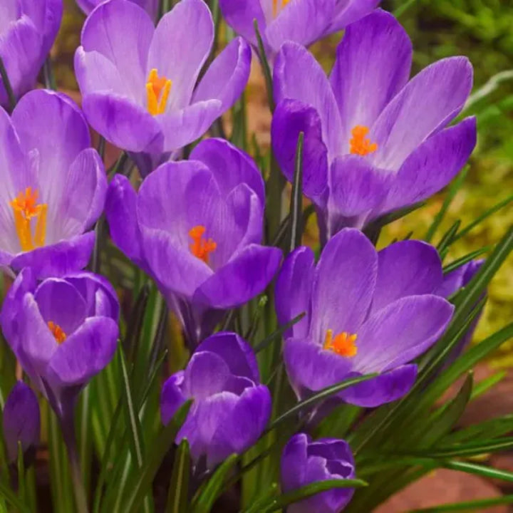 Spring Bloom | Crocus vernus Bulbs | Pack of 5 Bulbs