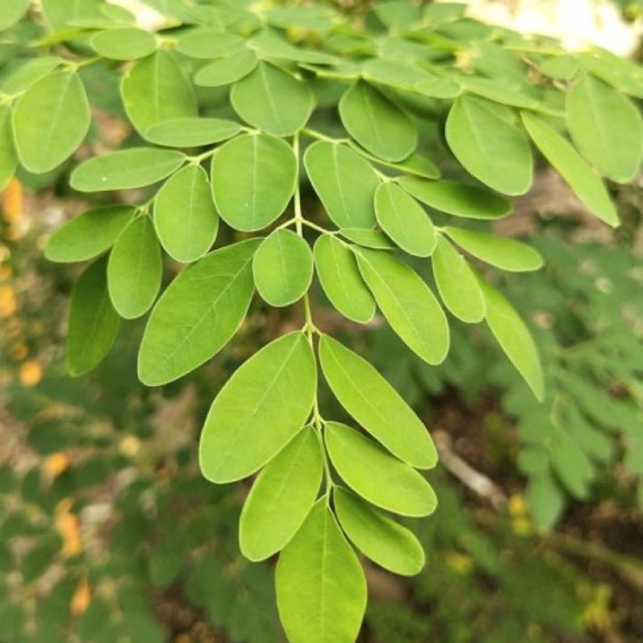 'Konkan Ruchira' Drumstick (Moringa) Seeds | Pack of 20+ Premium Seeds
