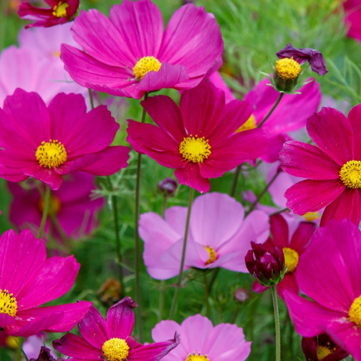 Cosmos bipinnatus Flower Mix | Pack of 30 Seeds