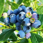 King of Berries - Giant Blueberry Fruit Seeds - Four Seasons Plants | Pack of 50 seeds