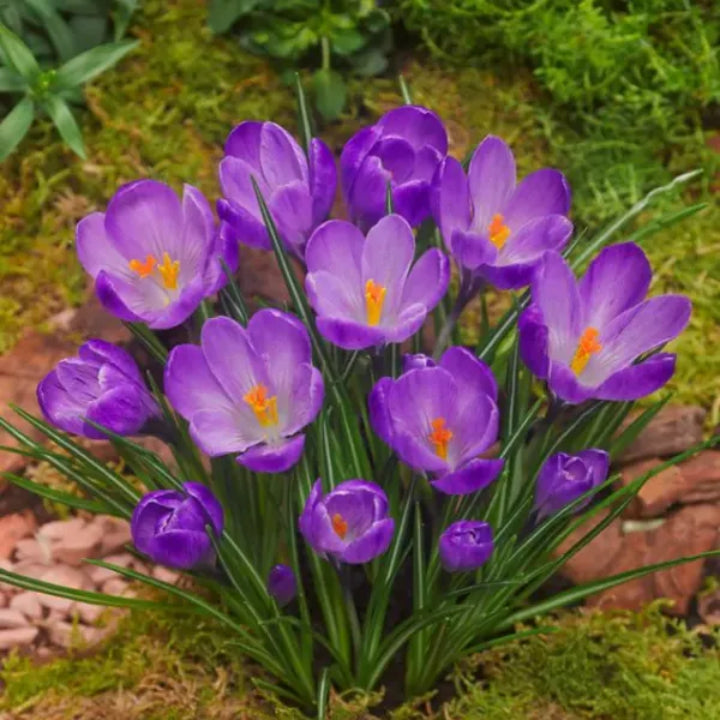 Spring Bloom | Crocus vernus Bulbs | Pack of 5 Bulbs