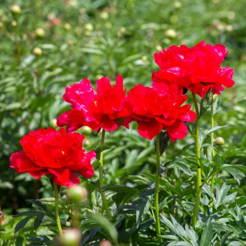 Peony 'Coral Magic Red' Rhizome - Pack Of 1