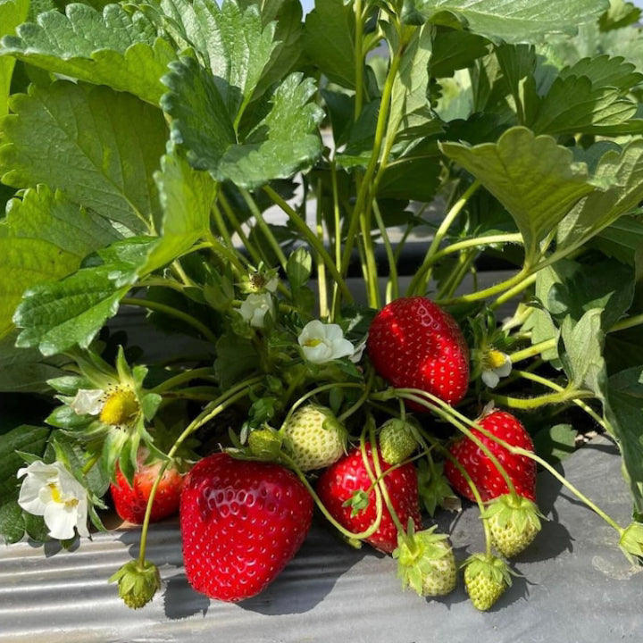 Strawberry 'Delizz' Seeds - Pack of 30