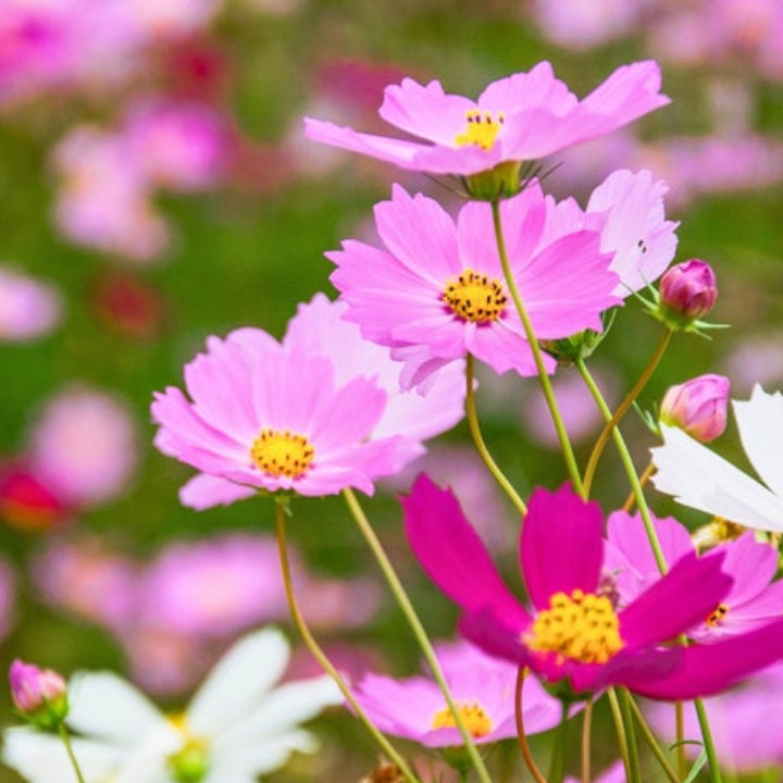 Cosmos bipinnatus Flower Mix | Pack of 30 Seeds