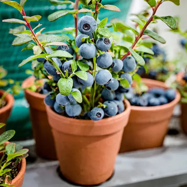 King of Berries - Giant Blueberry Fruit Seeds - Four Seasons Plants | Pack of 50 seeds