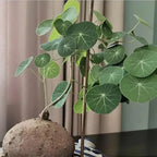Stephania Erecta 'Green' Bulb - Pack Of 1