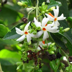 Divine Fragrance Parijat (Harsingar) | Live Plant