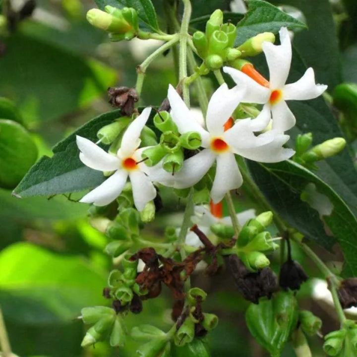 Divine Fragrance Parijat (Harsingar) | Live Plant