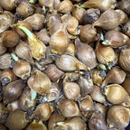 Iris 'Dutch Bearded' Mix Color Rhizomes - Pack Of 2