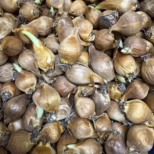 Iris 'Dutch Bearded' Mix Color Rhizomes - Pack Of 2
