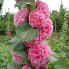 Alcea Rosea Hollyhock Mix Seeds | Pack of 20