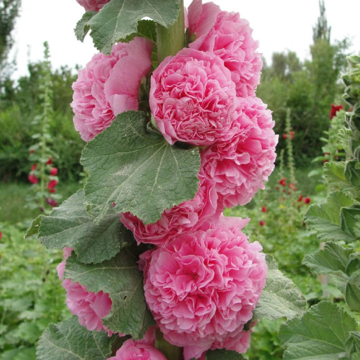 Alcea Rosea Hollyhock Mix Seeds | Pack of 20